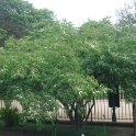 Lonicera maackii var.podocarpa P24